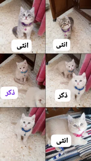 بريتش بيور مكس شانشيلا