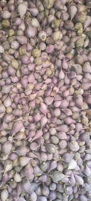 ثوم ذكر الجبل الأخضر