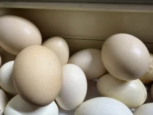 Others - Food - Supplements0