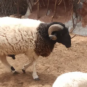 كبش وطني للبيع "سداس"