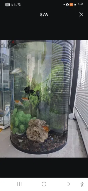 : Premium 140L Panoramic Fish Tank – Fully Equipped for Sale