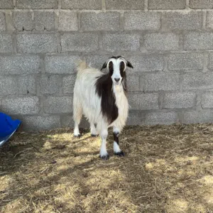 للبيع شاه عشره