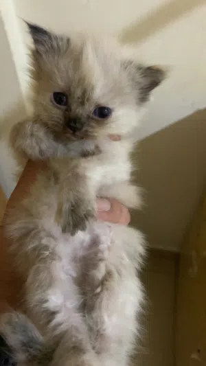 I want to give this free