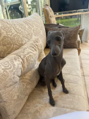 Winkie is a beautiful little greyhound baby girl she is almost 7 months old