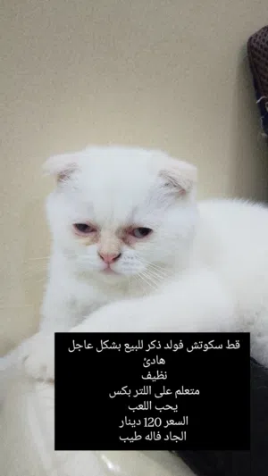 قط سكوتش فولد ذكر للبيع