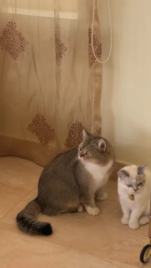 British Longhair