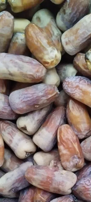 تمر نغال جديد