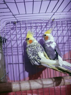 جوز كوكتيل انثى ايزابيل و ذكر بايد مصبغ
