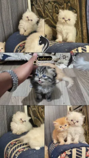 بيور نقي تحافه
