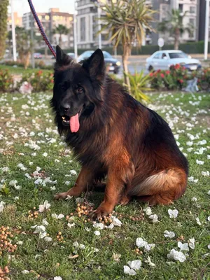 German Shepherd1