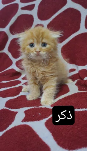 قطط لعوبة جدا للبيع بسعر مناسب