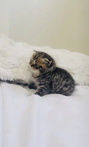 Rare royal beauty/ جمال نادر بملامح ملكية