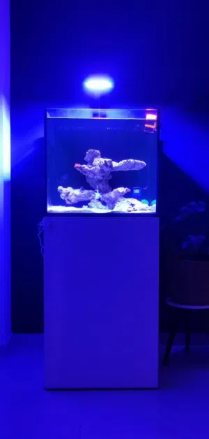 حوض بحري ريف امورس 60 للبيع