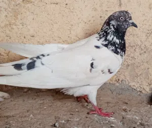 حمام للبيع في السلط طيره  باكستانيه قلابه مستورد مع  نوري  اسود فحل مع طيره بلديه