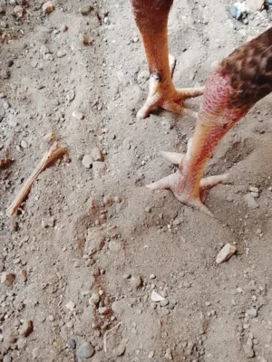 طيب ماشيطيب بس ضعفان بس يبول طعام