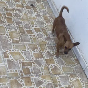 انثي شواوا صارف ومشبطا مرتين توا
