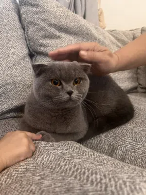 Female Scottish Fold cat for sale