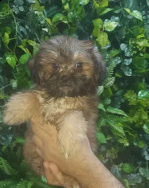 أجمل بنت شيتزو