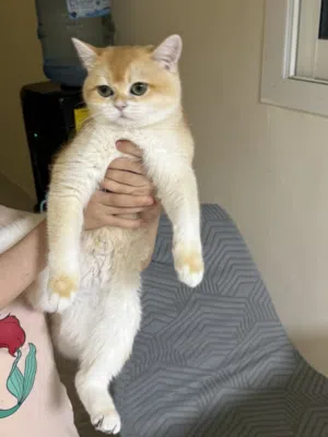 بنت 8شهور بريتش جولد سانشيلا