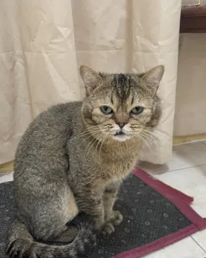 قط جولدن شيدد للبيع. Golden Shaded Cat for Sale