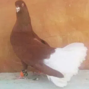 abomaiar 