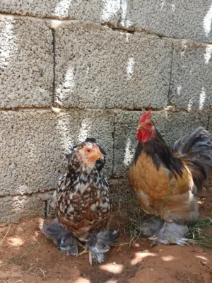 كوبيه كيني الله يبارك فروج بركاني ودجاج زهري الله يبارك
