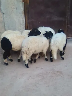 5 فطايم و 2 خرفان