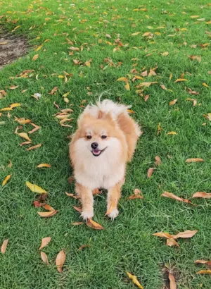 كلب برومينيان حجم صغير مدربة / Small trained Pomeranian dog