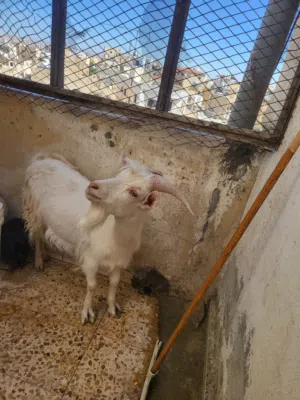 تيس سلالة سويسري (فحل هداد)