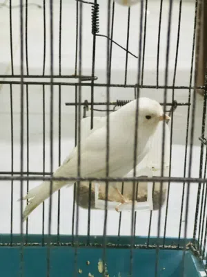 السلام عليكم دكر كناري الله يبارك