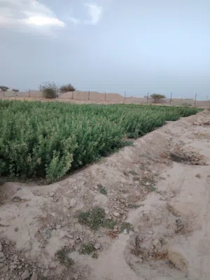 يتوفر قت للبيع حسب الطلب