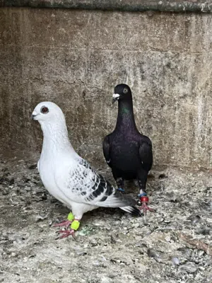 ست حبات طيور حمام زي الطلق للبيع