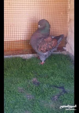 ذكور مدينه امريكي