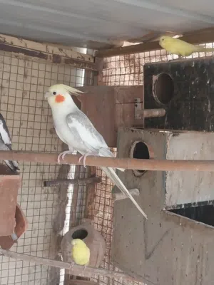 للبيع كوكتيل وروز