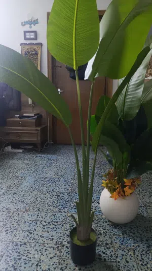 زرع اصطناعي للزينه
