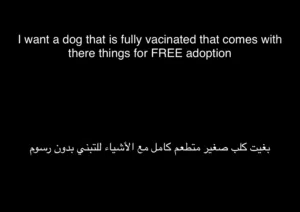 Any dog for free adoption