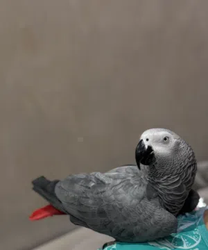 للبيع كاسكو اليف جدا