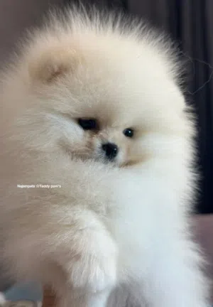 انثى بوميرنيان  سوبر بوم كمامة جميلة  حجم ثابت جسم قصير  جداً xxs