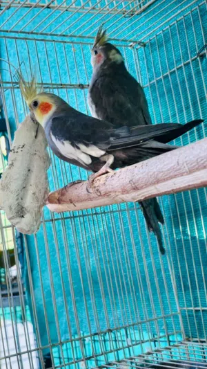 زوج روز اوبلاين و زوج كوكتيل(وصف مهم )    . . . . . . . . . . . . . . . . . . . . . . . .... . . .