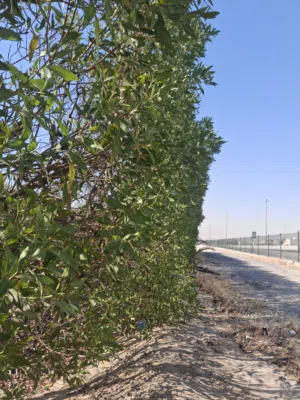 قص وتنظيف الاشجار قص السياج وتنظيف الاشجار تكريب النخيل صيانه حدائق المنزلية داخل البيت والخارج