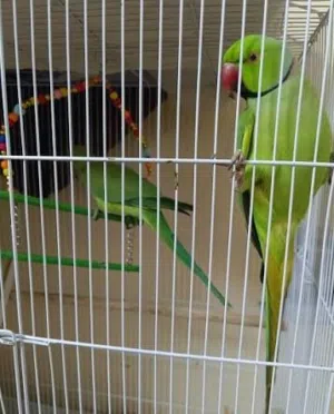 زوج بغبغاء مع ابنهم