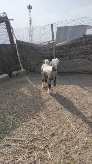 حلال طيب ونظيف