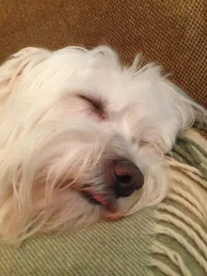 مالتيز (Maltese) أصلي