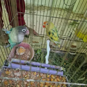 عصافير للبيع فشر وحب