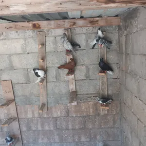 ‏حمام‏2