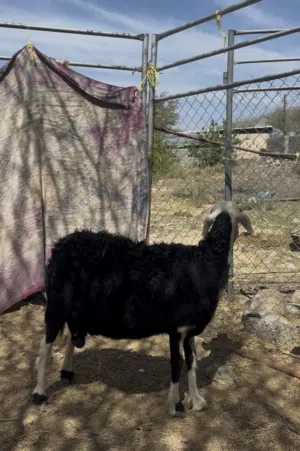 للبيع جاعده تهجين نجدي