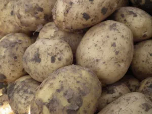 محصول بطاطس هولندية 800 طن