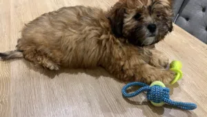 Shipoo Her mother poodle and father shihtzu 3 months vaccinated