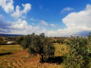 Farm Land for Sale in Salt Al Balqa'