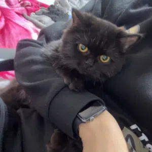 قط مكس هملايا ، شيرازي